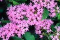 Pentas lanceolata Royalty Free Stock Photo