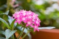 Pentas lanceolata, commonly known as Egyptian Starcluster Royalty Free Stock Photo