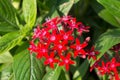 Pentas lanceolata, commonly known as Egyptian Starcluster Royalty Free Stock Photo