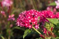Pentas lanceolata, commonly known as Egyptian Starcluster Royalty Free Stock Photo