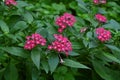 Pentas lanceolata Egyptian starcluster flowers.