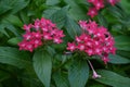 Pentas lanceolata Egyptian starcluster flowers.