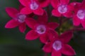 Pentas lanceolata Egyptian starcluster flowers.