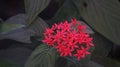 Pentas Lanceolata StarCluster Flower Closeup