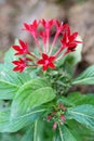 Pentas lanceolata (Forssk.) K. Schum. flowers Royalty Free Stock Photo