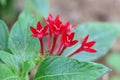 Pentas lanceolata (Forssk.) K. Schum. flowers Royalty Free Stock Photo