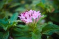 Pentas lanceolata Pink Flower In The Beautiful Green Leaves