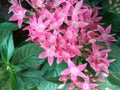 Pentas lanceolata or star flowers