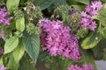 Pentas lanceolata in bloom