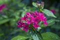 pentas lanceolate flower close-up