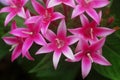 Pentas pink white flower Royalty Free Stock Photo