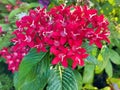 Pentas, Red, also known as Egyptian Starcluster, Pentas, Starflower