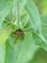 Pentatoma rufipes, Red legged shield bug.