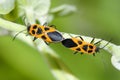 Pentatomidae