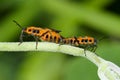 Pentatomidae