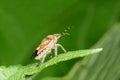 Pentatomidae