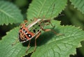 Pentatomidae Eurydema dominulus adult final instar Royalty Free Stock Photo