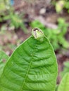 (Pentatomidae) or leaf ladybugs