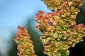 Pentatomidae spotted bug shield bug or stink bug on blooming sorrel wild plant, soft blurry landscape Royalty Free Stock Photo