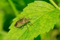 Pentatomidae stinkbug Royalty Free Stock Photo