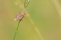 Pentatomidae stinkbug Royalty Free Stock Photo