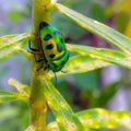 Pentatomoidea a green stink bug microfono spia Royalty Free Stock Photo