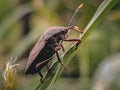 Pentatomoidea Royalty Free Stock Photo