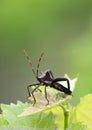 Pentatomomorpha bedbugs. Black beetle with 6 legs and long striped red-black mustache sits on leaf, green background