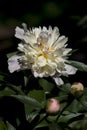 The Pentecost (Paeonia officinalis Royalty Free Stock Photo