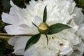 The Pentecost Paeonia officinalis Royalty Free Stock Photo