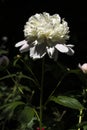 The Pentecost Paeonia officinalis Royalty Free Stock Photo