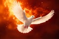 Pentecost Sunday. Flying white dove in fire background. Symbol of the Holy Spirit.