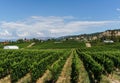 Penticton, Canada - August 04, 2018 : View of vineyard in the Okanagan Valley Penticton British Columbia Canada.