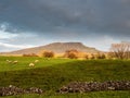 Penyghent mountain with Swaledale sheep Royalty Free Stock Photo