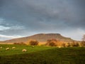 Pen-y-ghent mountain with Swaledale sheep