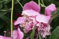 Peon flower after rain with water drops macro Royalty Free Stock Photo