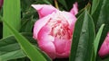 Peon flower after rain with water drops macro Royalty Free Stock Photo