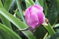 Peon flower after rain with water drops macro Royalty Free Stock Photo