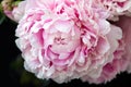 Peonflower, on a black background, bud with, pink petals