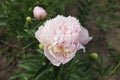 Peonia Sweet Sixteen. Peony in the garden. Shot of a peony in bloom works perfectly with the green background. Spring Royalty Free Stock Photo