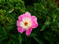 Peonie Bowl of Beauty pink peonia rosa