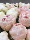 Peonie Royalty Free Stock Photo