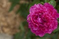 Peonie in summer Royalty Free Stock Photo