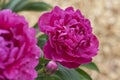 Peonie in summer Royalty Free Stock Photo