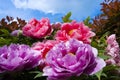 Peonies Royalty Free Stock Photo