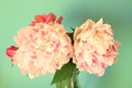 Peonies