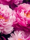 large peonies background, lush blooms and delightful fragrance, AI Generated Royalty Free Stock Photo