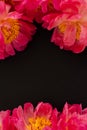 Peonies on the black background. Pink flowers. Royalty Free Stock Photo