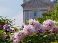 Peonies bloom the Burggarten park in Vienna. Pfingstrose Paeonia seasonal spring blossom at the background of Weltmuseum