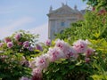 Peonies bloom the Burggarten park in Vienna. Pfingstrose Paeonia seasonal spring blossom at the background of Weltmuseum